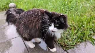 Norwegian Forest Cat: Snow Falls in April