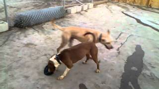 Buffy & Casper Have Some Fun Tbl