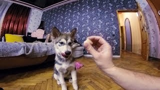Команда лежать | Дрессировка щенка Команда лежать | Дрессировка щенка