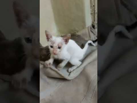 billi ke bacche