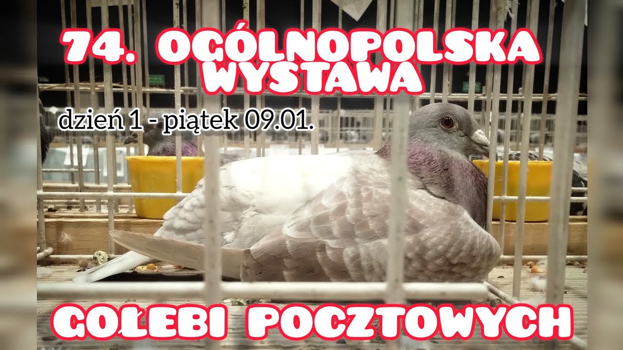 NAJLEPSZE POLSKIE GOŁĘBIE W JEDNYM MIEJSCU 😍 Relacja z 74. Ogólnopolskiej Wystawy Gołębi Pocztowych🔥