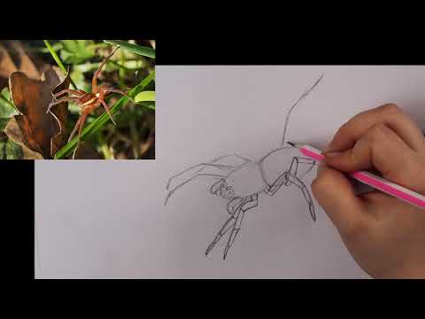 Video: Kā Uzzīmēt Zirnekli