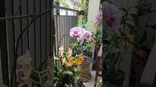 beautiful Orchid flowers #trendingshorts #nature #ytviral #orchid #goodvibes #flowers #flowergarden beautiful Orchid flowers #trendingshorts #nature #ytviral #orchid #goodvibes #flowers #flowergarden