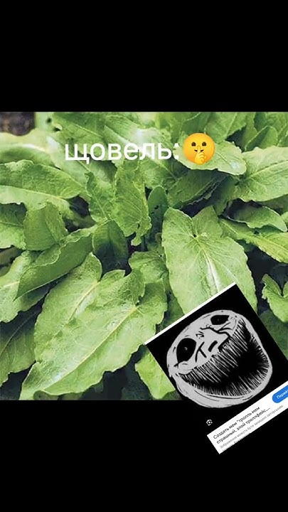персик или ракушка или щавель? #рофл #щавель - YouTube
