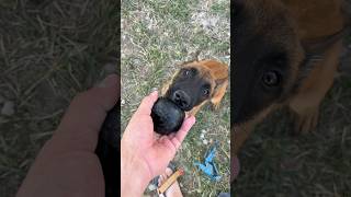 Public Service Announcement! My second Malinois-make sure you know what you’re getting into. #k9