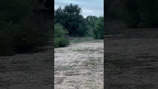 Lince ibérico en el entorno del Parque Nacional de Doñana