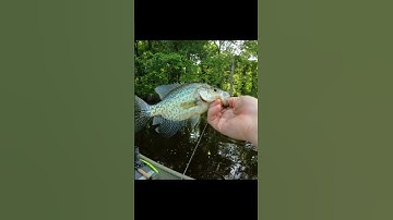 Jig and bobber Crappie fishing