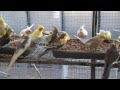 The Big Flight at Feeding Time