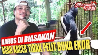 DONGKRAK KACER AGAR TIDAK PELIT BUKA EKOR / NGOBRA  - WANTO BARAK