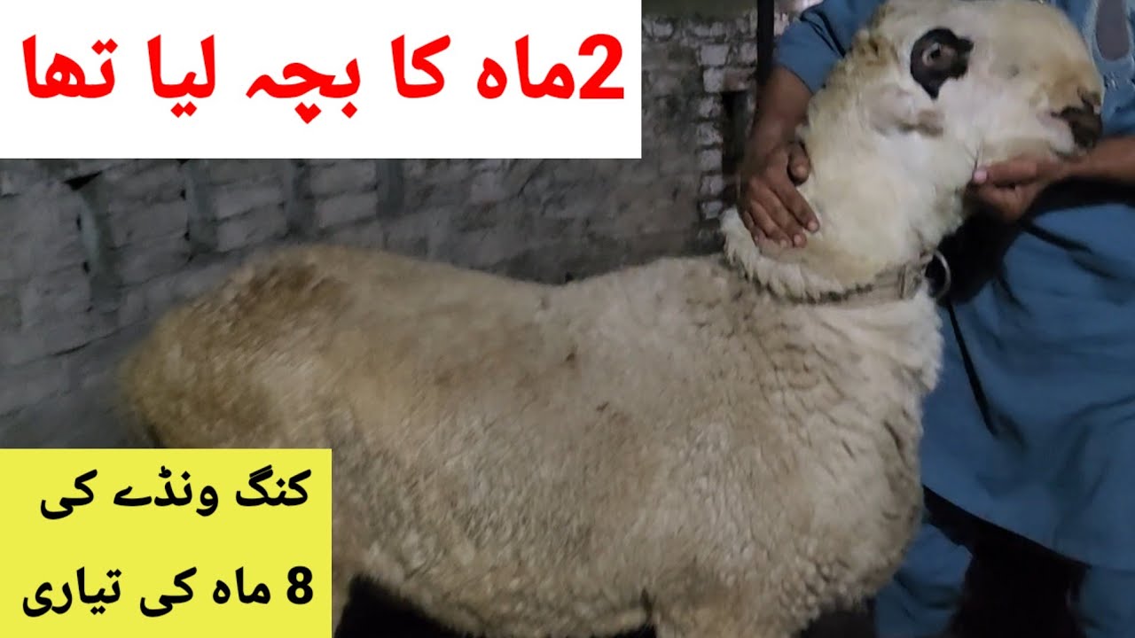 2 ماہ کا مندرہ بچہ 8 ماہ کی کنگ ونڈے کی تیاری پر 120 کلو کا ہوگیا ماشاءاللہ کنگ ونڈا زندہ باد