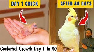 Cockatiel Chicks Growth Stages , Day 1 To Day 40 , Baby Chick To Flying Cockatiel