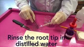Preparation of a root tip squash microscope slide, A level Biology AQA/ OCR Required Practical