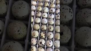 видео: Бедана очириш ўргатамиз  картинка: Бедана очириш ўргатамиз