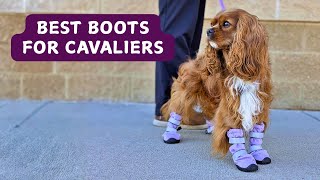 Before You Buy Winter Boots for Your Cavalier, Watch This | Best Boots for Small Dogs screenshot 4