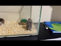 Bolinha fazendo bagunça!