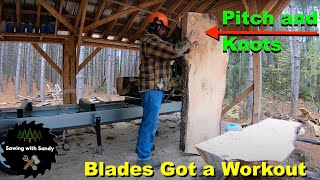 Cutting Big Pine Logs Full of Pitch with Ripper 37's