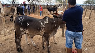 Download Lagu Desembarque de animais de Tabira-PE (17/02/26) Parte 1 MP3