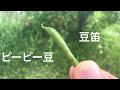 みんなで吹こう！ピーピー豆の笛の作り方！