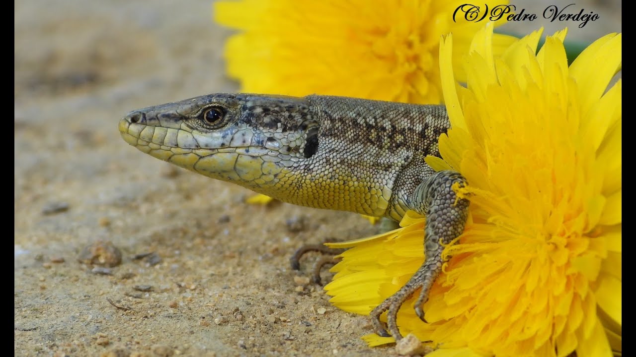 Resumen de Anfibios y Reptiles Abril 2021-2022-2023-2024