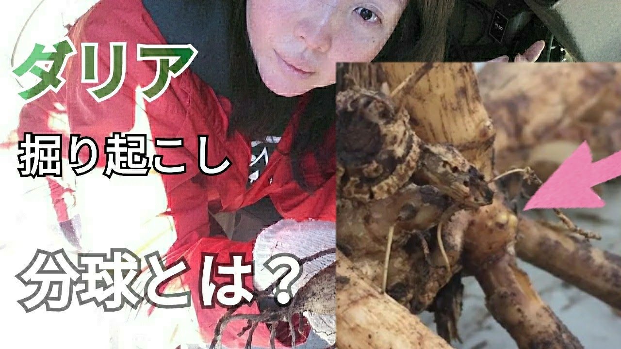 アメリカ田舎生活 ダリアの球根 分球ってどうやるの 国際結婚 ガーデニング Youtube