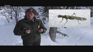 GrandTetonNPS Snow Desk LIVE! News