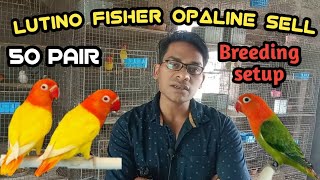 Lutino Fisher Opaline Working Birds Full Setup Sell | Sell ! Lovebird Price In India 2023 | screenshot 5