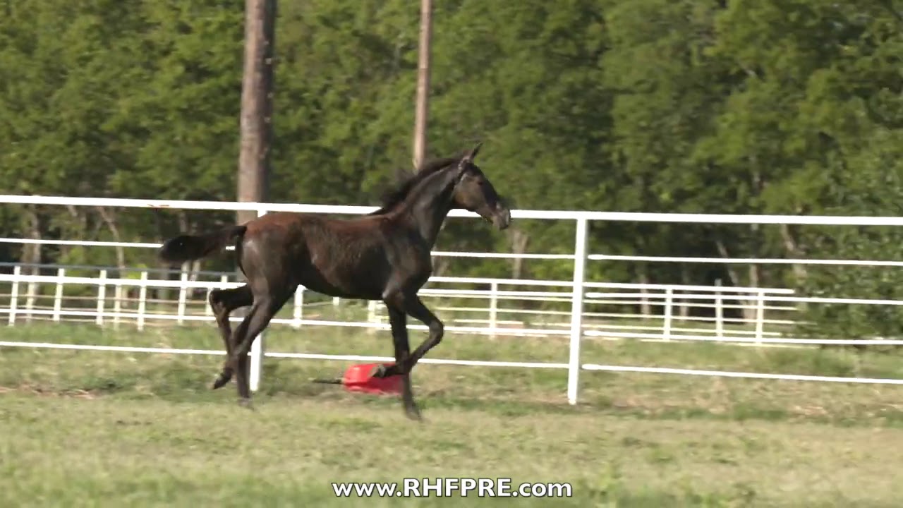 RHF Sevillana - Gray 2020 Amazing Andalusian