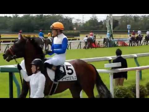 新潟5Rメイクデビューロードエクスプレス　パドック＆本馬場入場