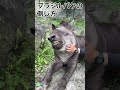 バクの倒し方教えます。#shorts