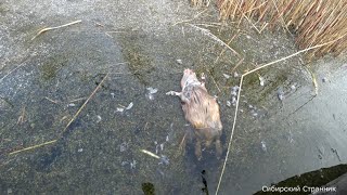 Кто же с ней сделал такое? Сибирь закрывается по утке. Кто же с ней сделал такое? Сибирь закрывается по утке.