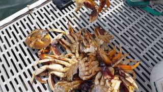 Quick and Easy Method for Cleaning Dungeness Crab