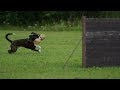 Best training collars for dogs | how to stop a puppy from chewing on things Best training collars for dogs | how to stop a puppy from chewing on things