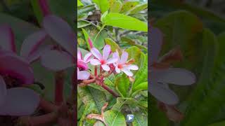 Fairchild’s Tropical Garden  #mangofestival