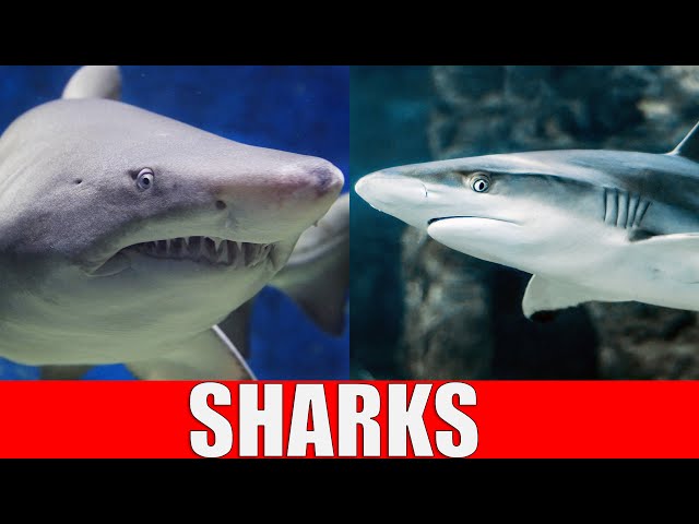 SHARKS for Kids | Learn Different Types of Sharks in the Ocean class=