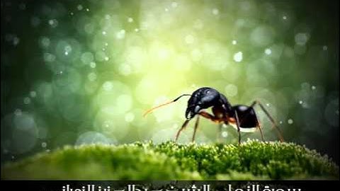 سورة النمل - تلاوة خاشعة للشيخ عبدالعزيز الزهراني