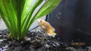 Download Lagu Red Oscar T.O. *ATTACKS* Albino Oscar Kobe in 4K!!! 🔪🐠🐟
