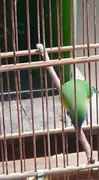 Burung Kinoi ..cucak cungkok dari indonesia...suara tak beda jauh...