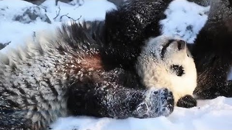 Panda twins enjoy the first snow they have ever seen
