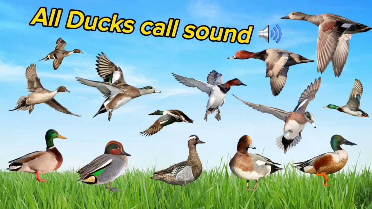 All ducks Call sound for prefect hunting 