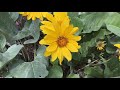 Arrowleaf balsamroot  a closer look