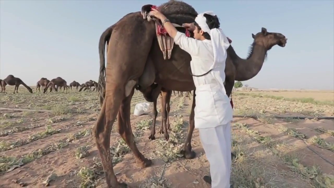 ياوجودي _عزازي