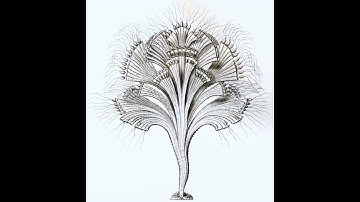 Spongomonas | Wikipedia audio article
