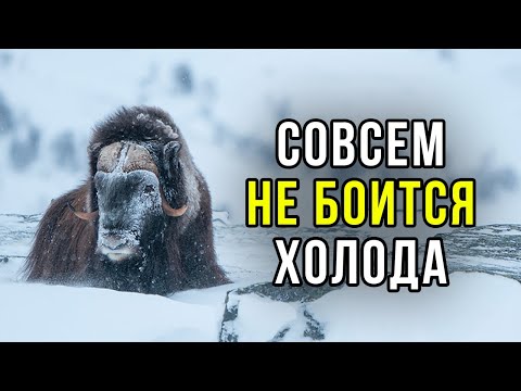 Овцебык. Вес под 300 кг, а скорость до 50 км/час. Он вообще не боится холода | ФАКТЫ