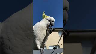 Baby Cockatoo, Grandpa & Friends 🌈🦜🤍🦜 | Hand Feeding Australian Wild Birds | Australian Parrots