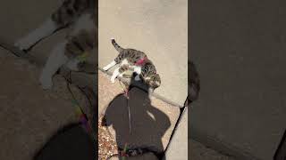 Come take a walkie with Mikey! #miketv #dwarfcat #mikey #catwalking