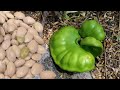 Semilla de parota comestible 𝑬𝒏𝒕𝒆𝒓𝒐𝒍𝒐𝒃𝒊𝒖𝒎 𝒄𝒚𝒄𝒍𝒐𝒄𝒂𝒓𝒑𝒖𝒎