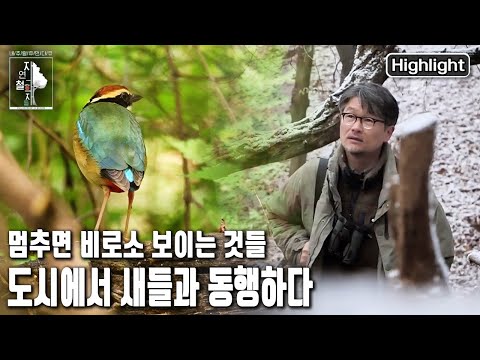 '오늘도 새를 만나러 도시숲으로 간다' 도시숲의 다정한 새 관찰자 | 자연의 철학자들 42부 도시숲, 멈춰 서면 (KBS 20230113 방송)