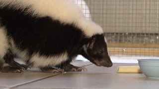 Family Keeps Skunk as a Pet: 'He's Like a Little Baby'