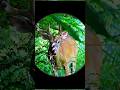 Русская охота на дикого кабана в тайге | Dangerous Wild Boar Hunt #shorts #shortsfeed #shortvideog