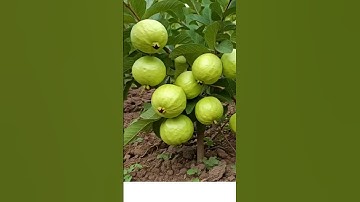 🌿Grow Guava Tree Faster with These Simple Tips! #guava #fruittree